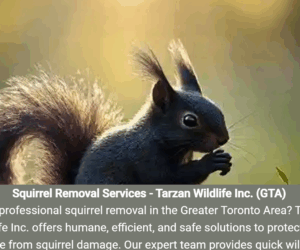 Raccoon babie removal
