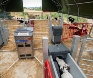 Agri Span – Uniwersalne Hale Hodowlane dla Cieląt