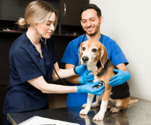 Benefits of Veterinary Care for Your Pet’s Health and Happiness