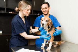 Benefits of Veterinary Care for Your Pet’s Health and Happiness