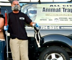 Why Professional Wildlife Removal and Attic Restoration Matter in Southern California