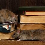 rat removal houston