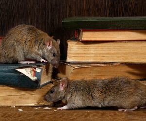 How Do I Permanently Get Rid of Rats?