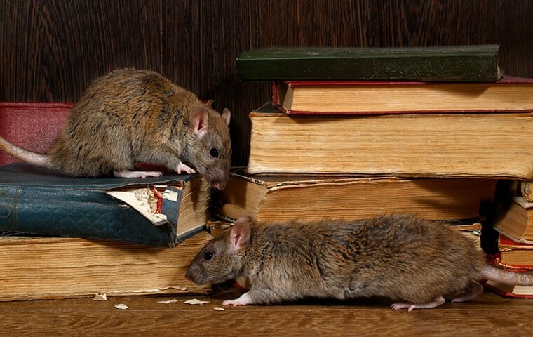 rat removal houston