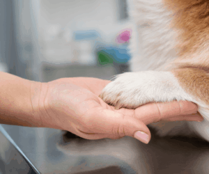 Honoring Your Pet’s Final Moments with Affordable In-Home Pet Euthanasia