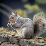 How to Catch a Squirrel in Your Chimney