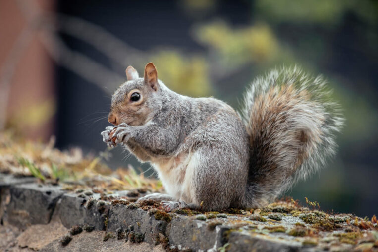 How to Catch a Squirrel in Your Chimney