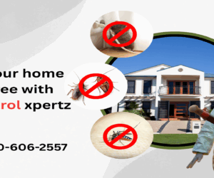 Comprehensive Guide to Pest Control in Dover