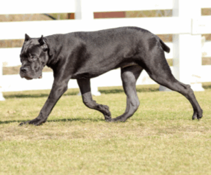 How to Properly Care for Your Cane Corso Breeder: A Complete Guide