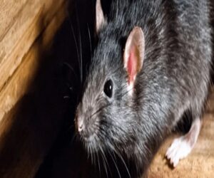 What Attracts Rats and Mice to Your Perth Home