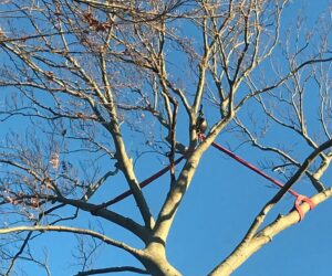 How Professional Arborists Handle Stump Removal Safely and Effectively