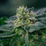 Weed Delivery in Kitchener