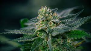 Weed Delivery in Kitchener