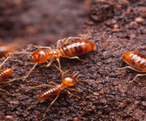 How Long Can a Home Stand Against Termites? Understanding the Timeline and Best Treatments