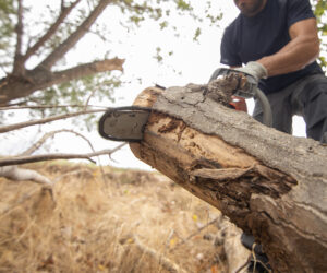 Why Tree Care is Essential for Landscaping Services in Sacramento