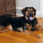 coonhound german shepherd mix