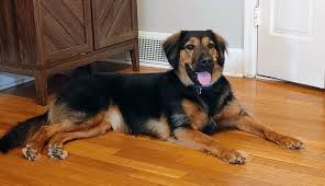 coonhound german shepherd mix