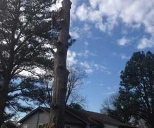 Harpers Tree Service