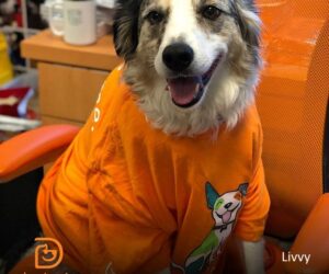 Dogtopia of Omaha-Millard