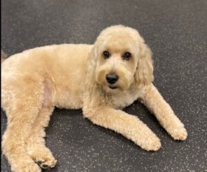 Dogtopia of St. Peters