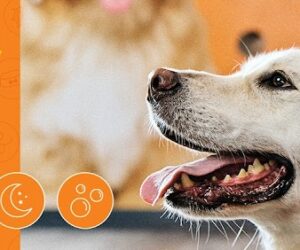 Dogtopia of Omaha-Papillion