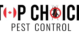 Professional Insect Control Barrie – Effective Pest Solutions by Top Choice Pest Control
