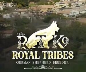 Royal Tribes K9