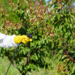 tree disease specialists