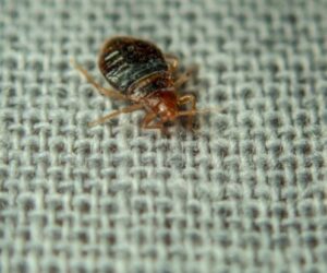 Bed Bug Treatment Karachi