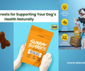 Best CBD Dog Treats for Supporting Your Dog’s Health Naturally