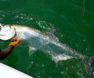 Best Islamorada Fishing Charters for 2026: What You Need to Know